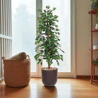 شجرة فيكس صناعية بارتفاع 155 سم مع حوض بلاستيك ملو...