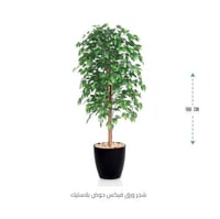 شجر ورق فيكس حوض بلاستيك لون أسود *عروض