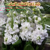 بذور المنثور الأبيض