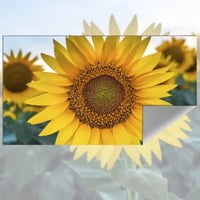 شاشة عرض للبروجكتر