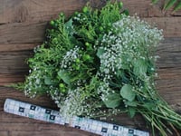 أغصان خضراء 1