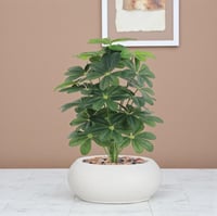 شتلة ياسمين 24 فرع حوض فيبر بيضاوي مقاس 100 سم - م...