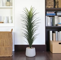 شجر صبار حوض فيبر لون أسود مقاس 170 سم