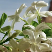 عطر كيو من دولتشي اند غابانا بارفيوم للسيدات 100 م...