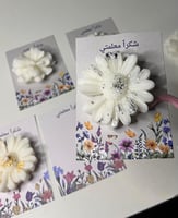 شمعه الاقحوان