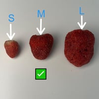 فراولة مجففة بالتبريدحبة كاملة حجم S