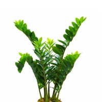 نبتة زاميوكولكاس صناعية فاخرة بوعاء اسود – ارتفاع...