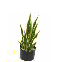 نبتة السانسيفيريا الطبيعية (نبات الثعبان) في أصيص...