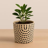 أصيص نبتات من السيراميك الكلاسيكي اللون :أوف وايت