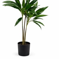 نبتة زينة داخلية بأوراق خضراء طبيعية المظهر