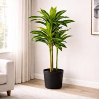 شجرة نبات الذرة (دراسينا) الاصطناعية كبيرة بمركن ب...