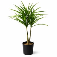 نبتة دراسينا صناعية للديكور الداخلي والخارجي