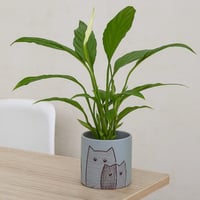 أصيص خزفي بتصميم قطط مرسومة