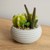 صبار ديكوري صناعي في أصيص سيراميكي مخطط