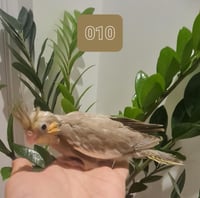 فرخ كروان اليف غر