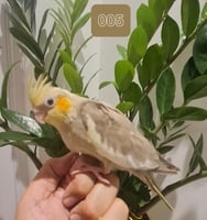 فرخ كروان اليف غر