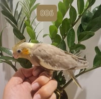 فرخ كروان اليف غر