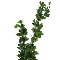 مركن شجر ديكور بتصميم طبيعي