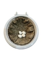 عش كناري بلاستيك ابيض عرض 12.50 سم