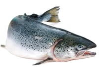 سمك سلمون I الوزن 2 كجم