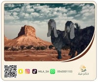 تيس عارضي فاخر 5 أشهر