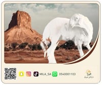 خروف حري صغير