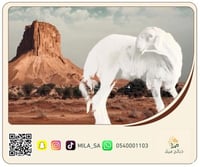 حري وسط 5 أشهر