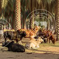 سمن بقر بلدي نجران 1 كيلو