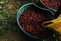 قهوة كوستاريكا لوما بورو 125g الوعل البري