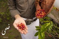 قهوة السعودية الداير بني مالك 250g ضحى