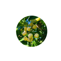 ماسك الترطيب العميق كلارا 300مل - Clara Hair Mask