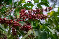 بيت السلامي - مزاد كأس النخبة اليمني 100g