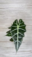 Alocasia Amazonica - ألوكاسيا أمازونيكا