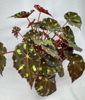 ‏begonia Rex Kit Kat - بيغونيا ريكس كيت كات