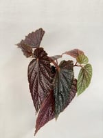 Begonia benigo pink - بيغونيا بينغو بينك