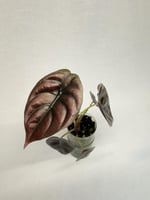 ‏Alocasia cuprea - ألوكاسيا كوبريا