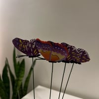 فراشة لون موف