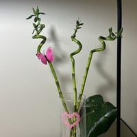 ساق بامبو حلزوني بطباعة قلب