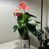 انتوريوم هولندي وردي