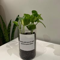 بوتس بعبارة