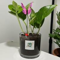 بوتس حجم صغير