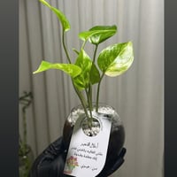 بوتس توزيعات