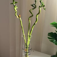 بامبو بطباعة حسب اختيارك