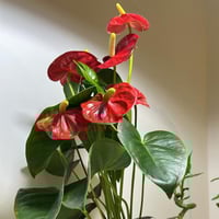 انتوريوم هولندي