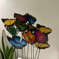 فراشة منقطه لون عشوائي