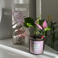 بكج العيد ( نبته حجم وسط)