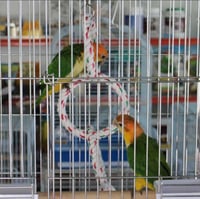 لعبة طيور حلقة طيور ثلاثية الشكل - حبل طيور مناسبة...