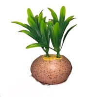 شجر نبات زينة حوض السمك