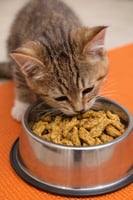 بايولاين بسكويت النعناع بطعم السمك BioLine Catnip...