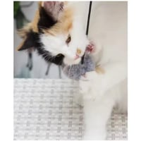 خداشة قطط ثنائية (مقعد وخداشة على شكل قوس) للقطط ا...